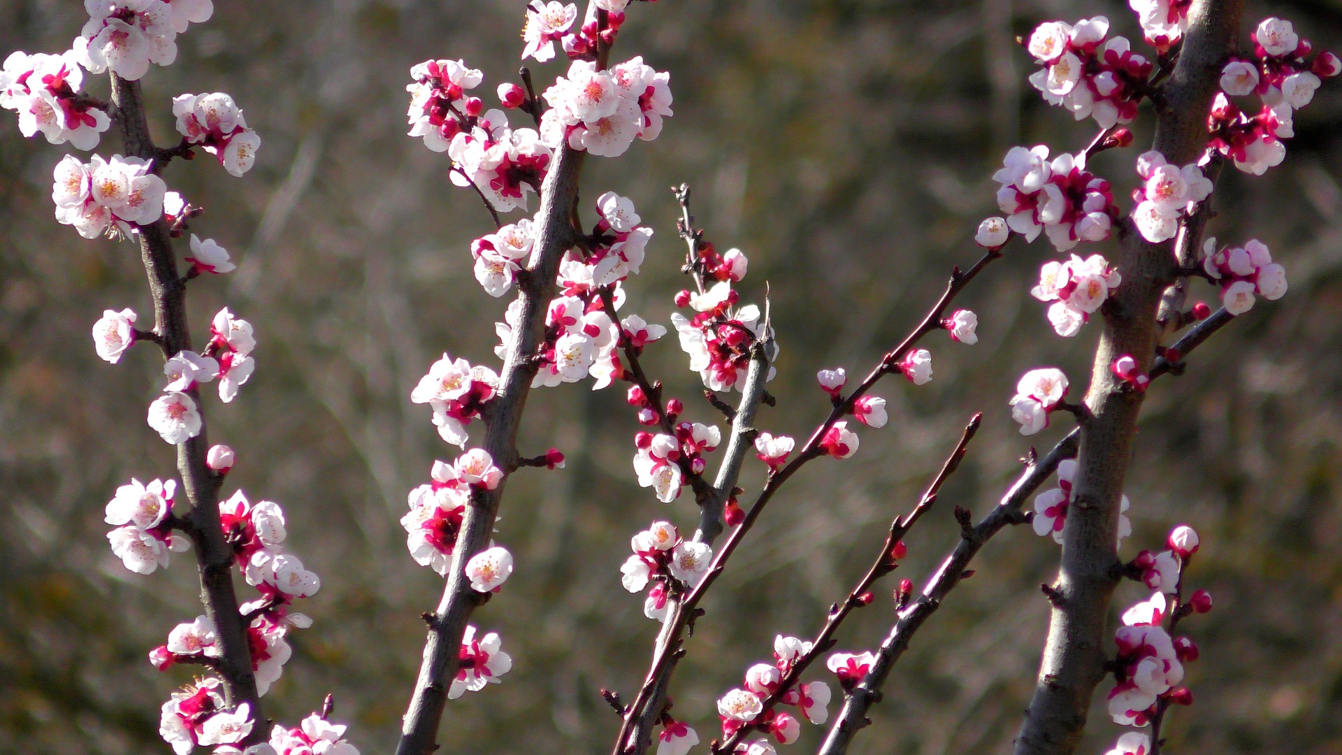 Spring-7360520 1920