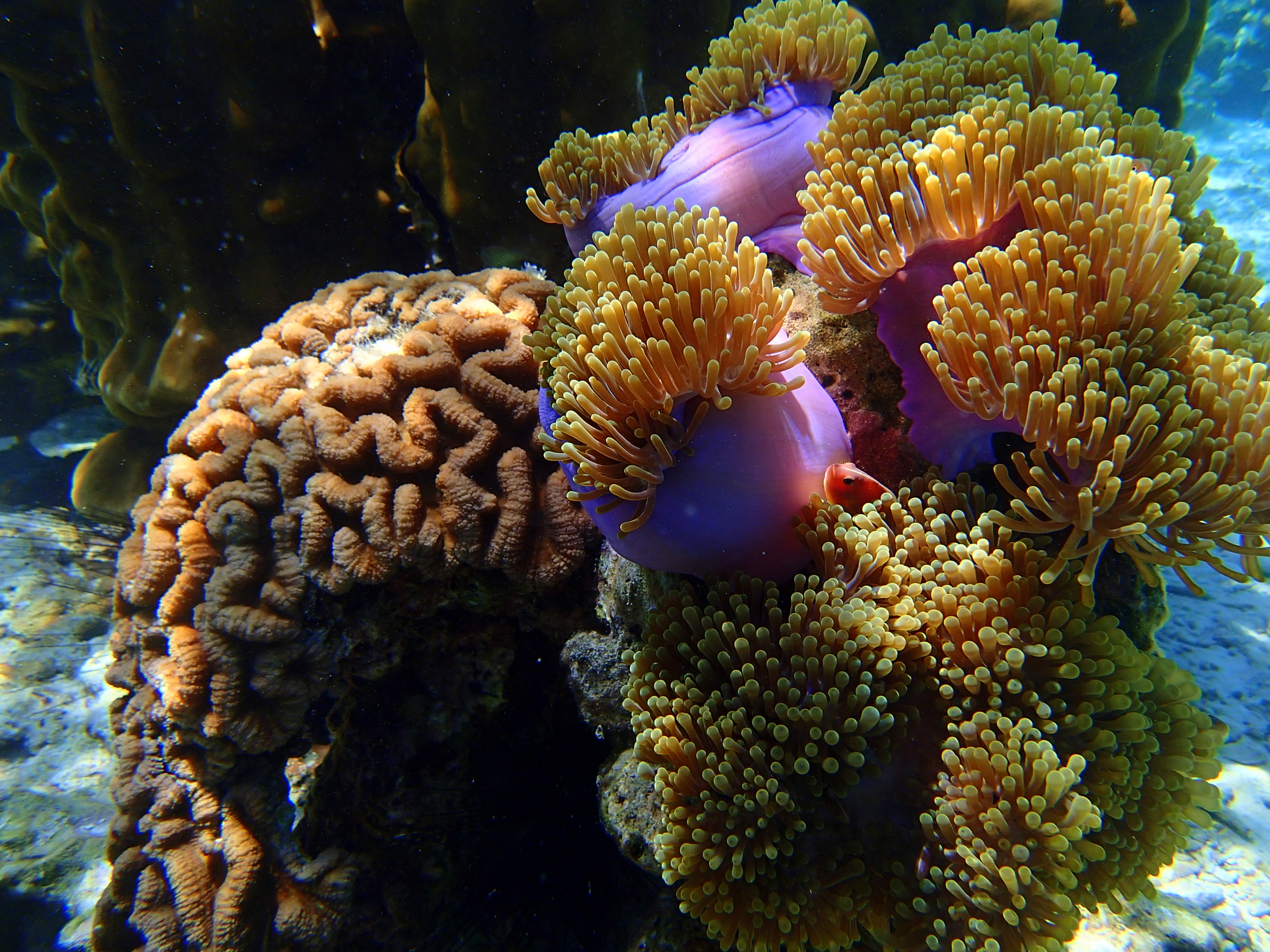 17p2120686