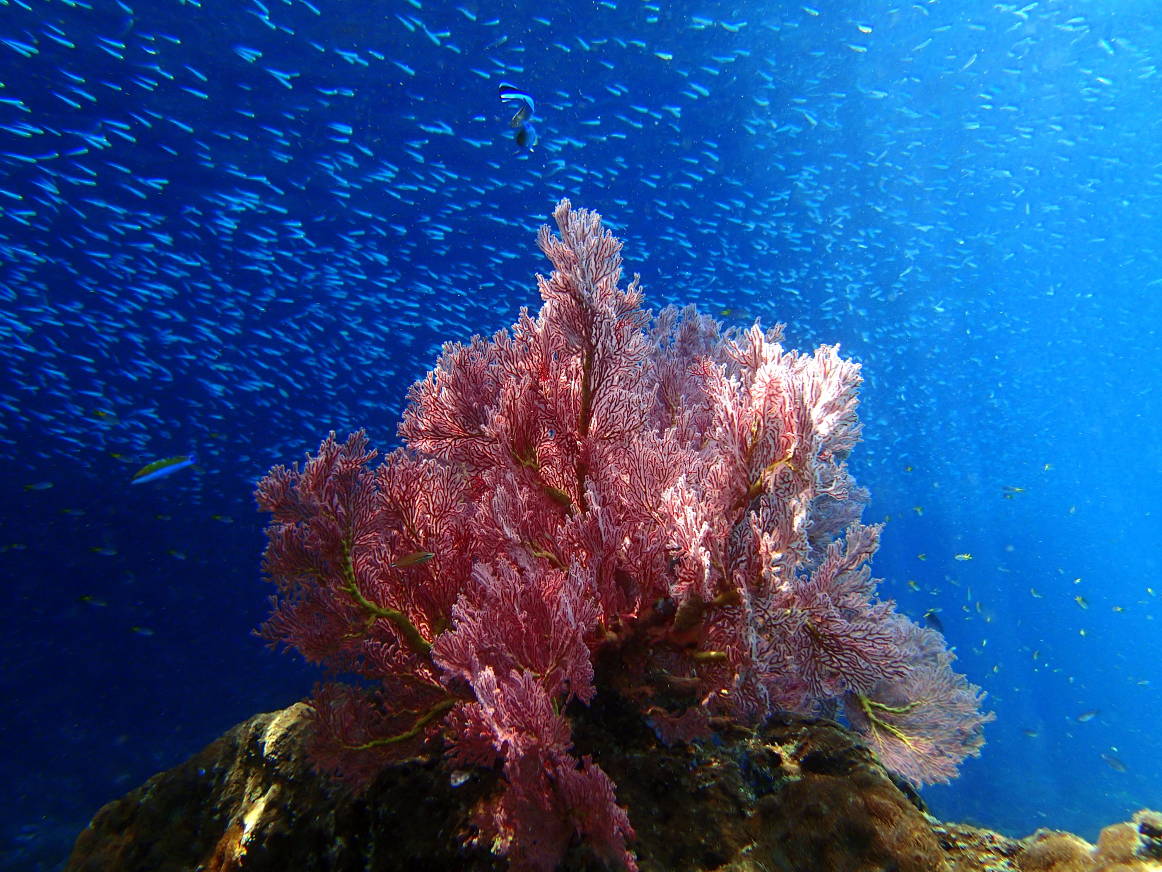 16p3249474