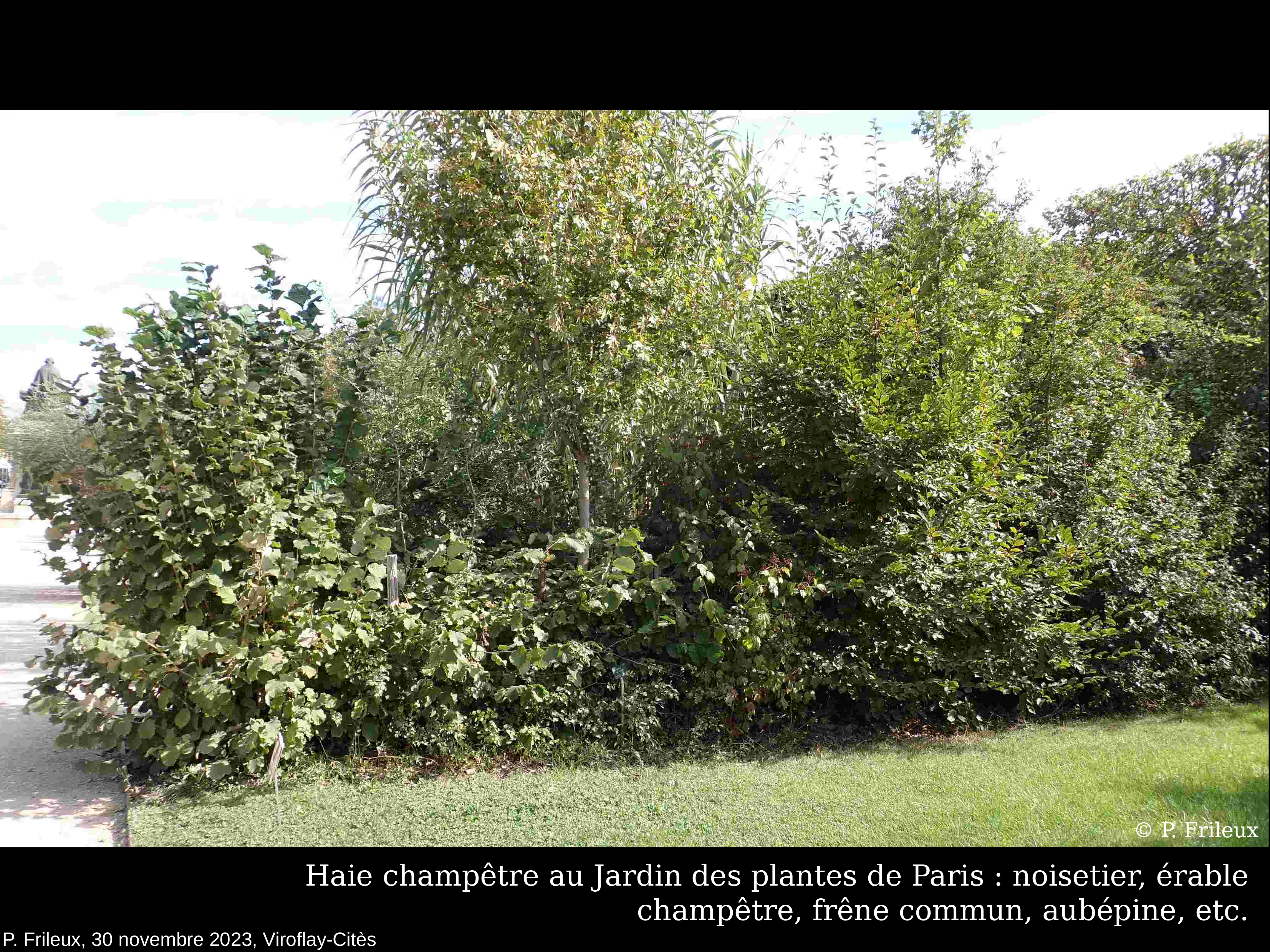 Conference arbres viroflay frileux2023 3011 red 13
