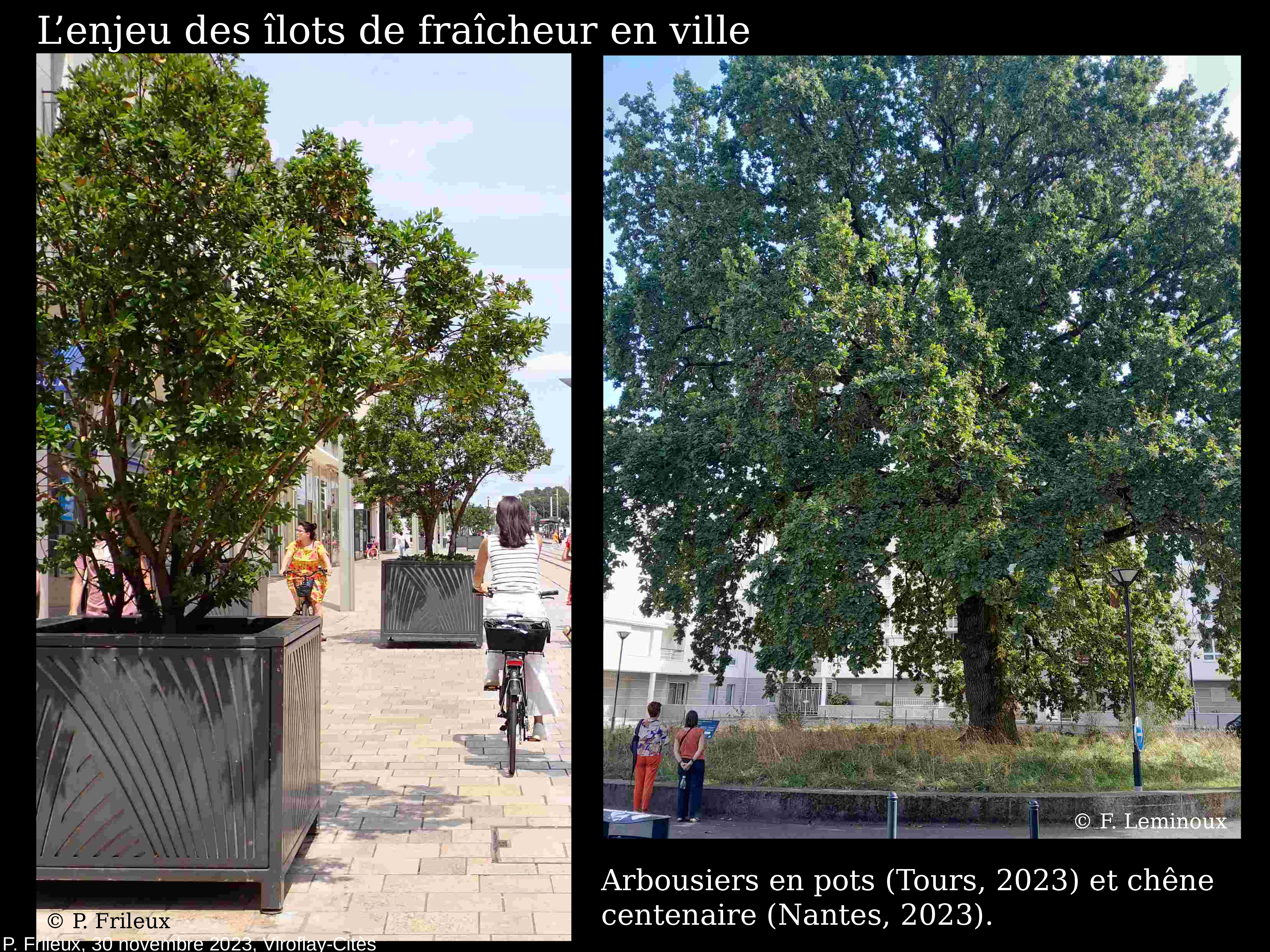 Conference arbres viroflay frileux2023 3011 red 11
