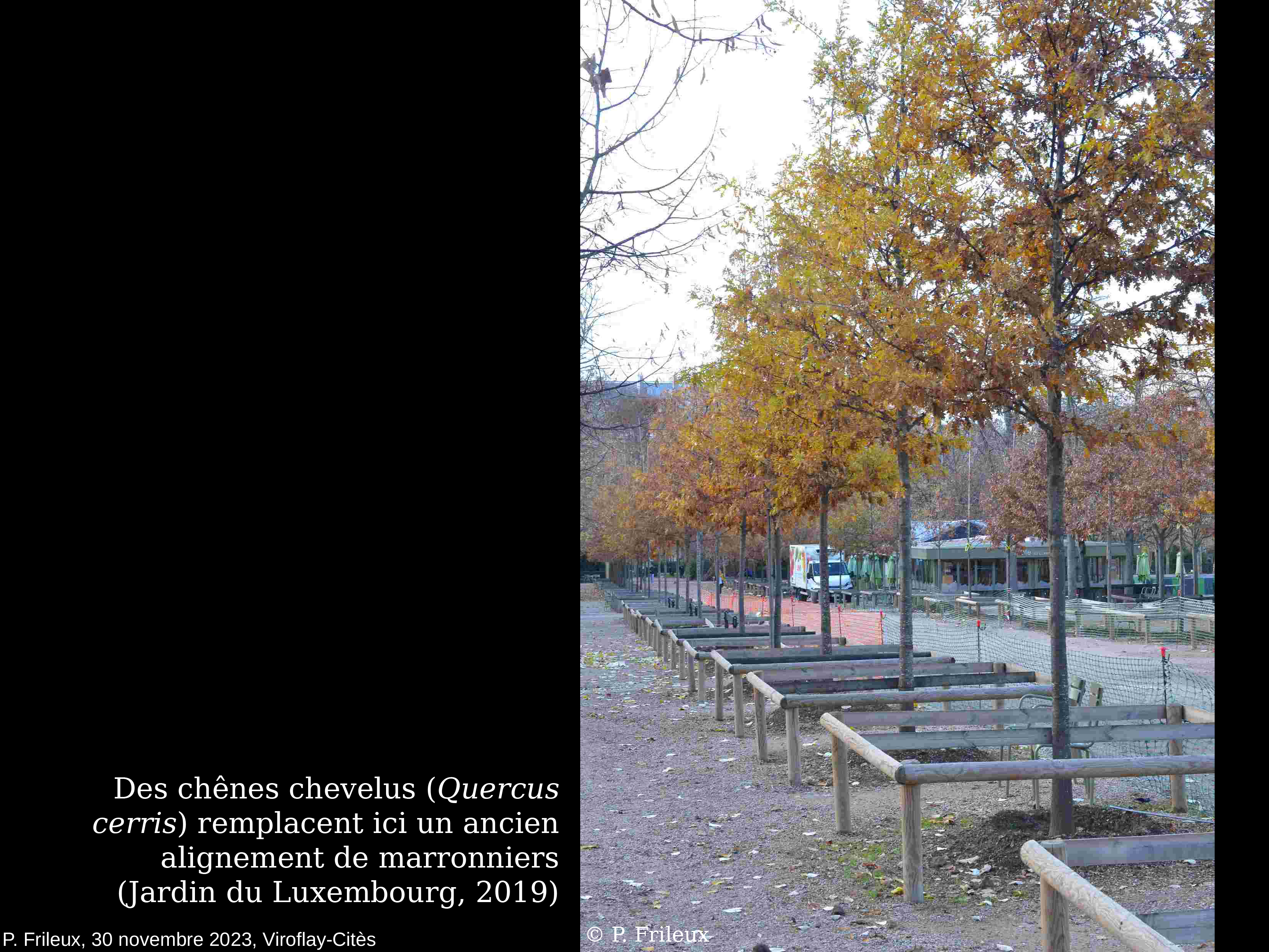 Conference arbres viroflay frileux2023 3011 red 10