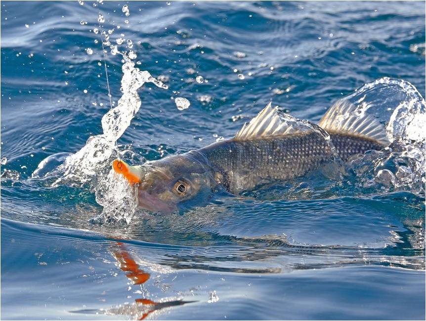 Quota pêche du bar 2024: le prélèvement limité à 1 bar par jour en Atlantique