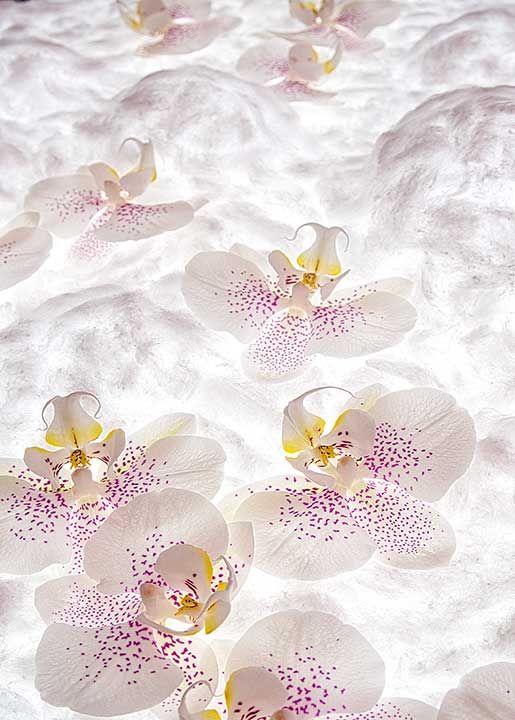 Carte orchidee 1