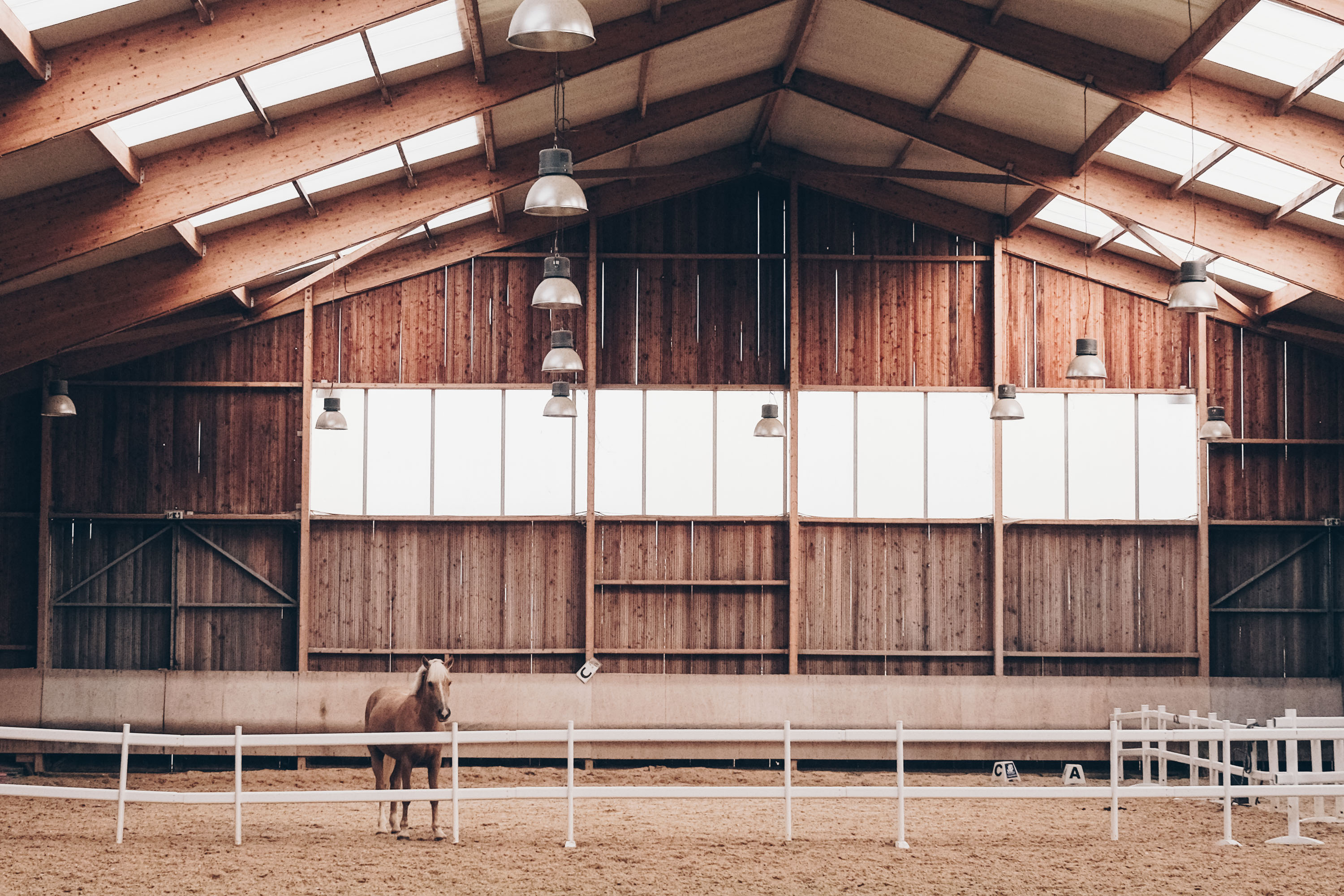 Equicoching-session-1-2-41