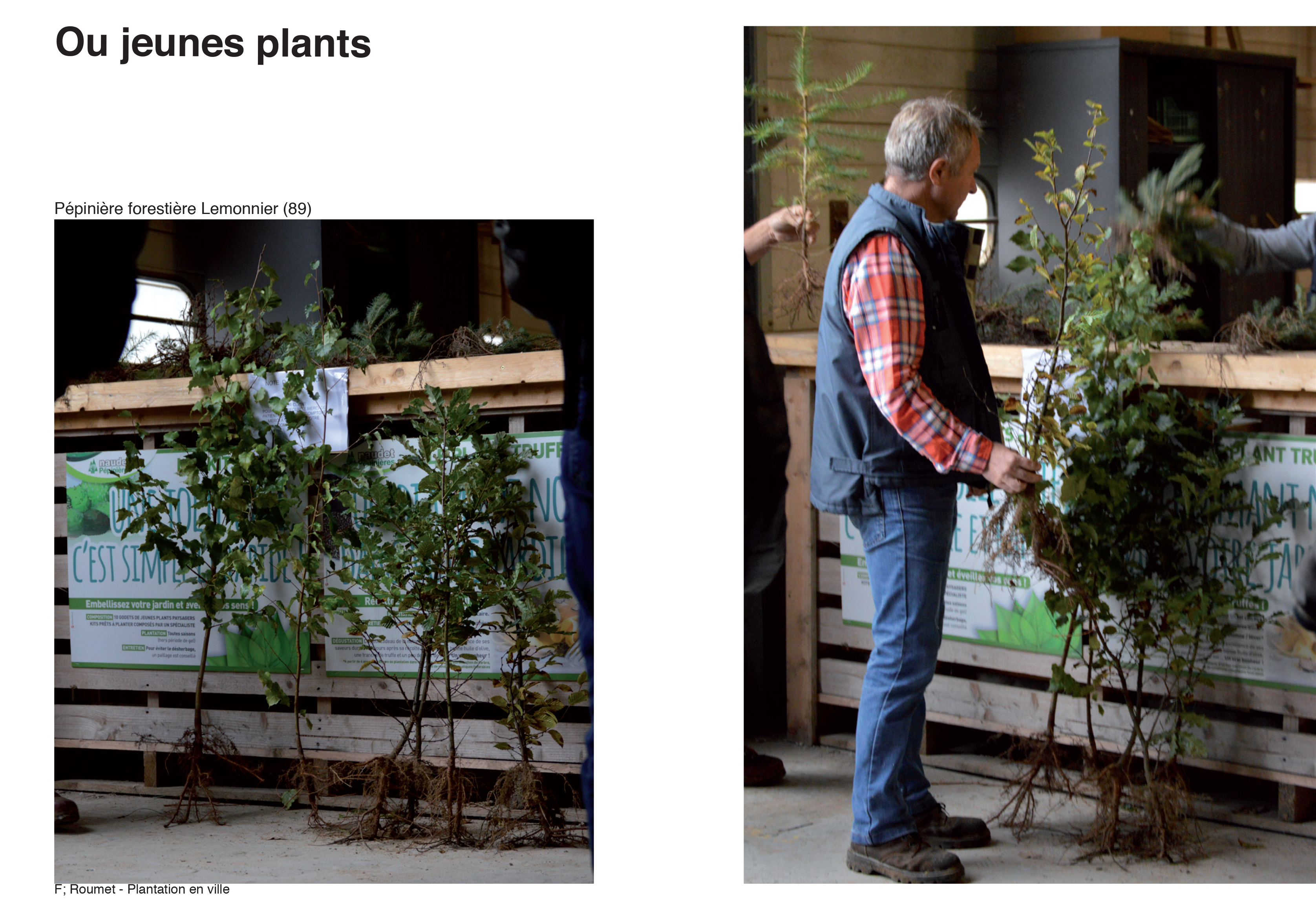 Projection planter en ville 25