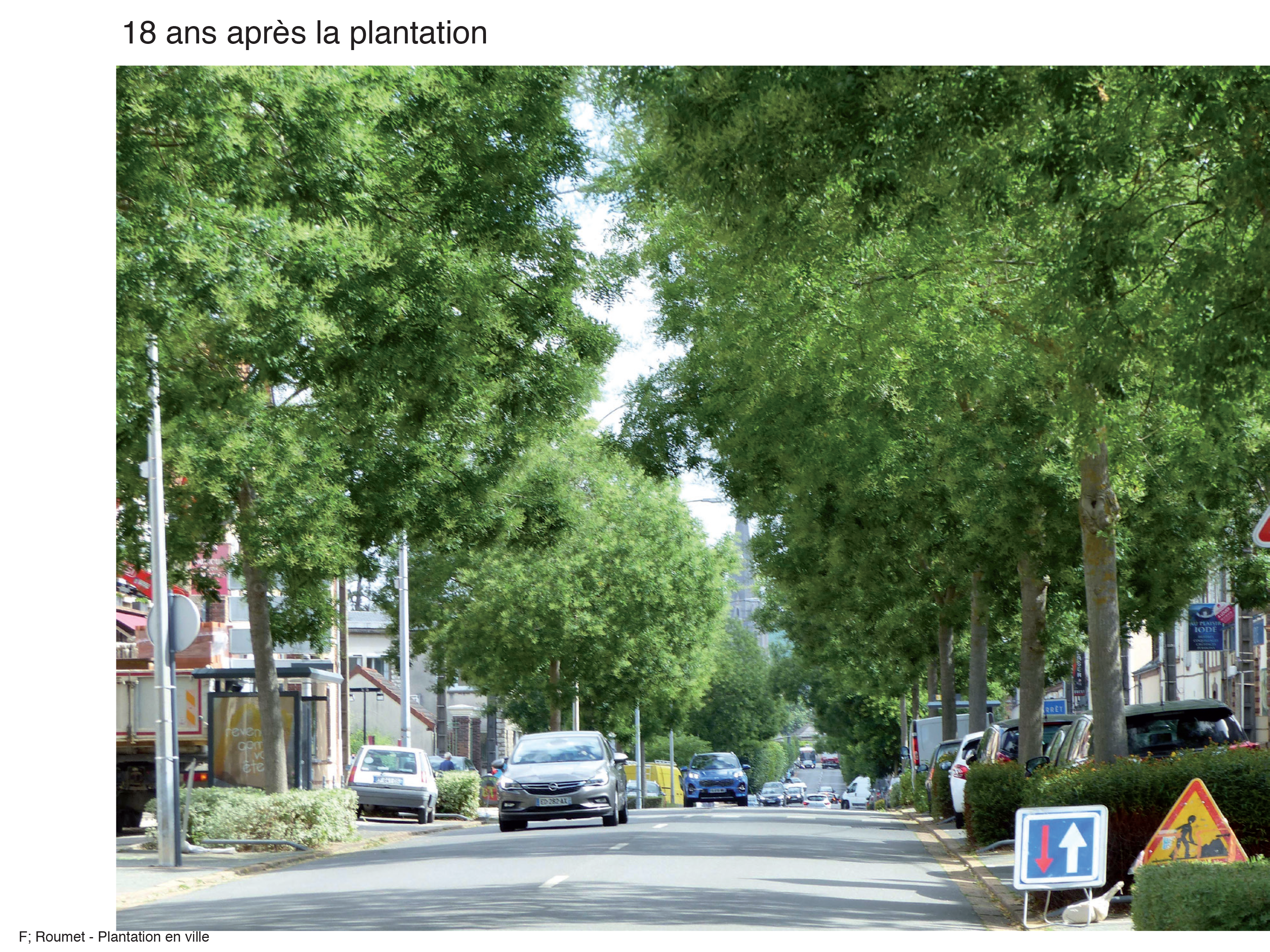 Projection planter en ville 23