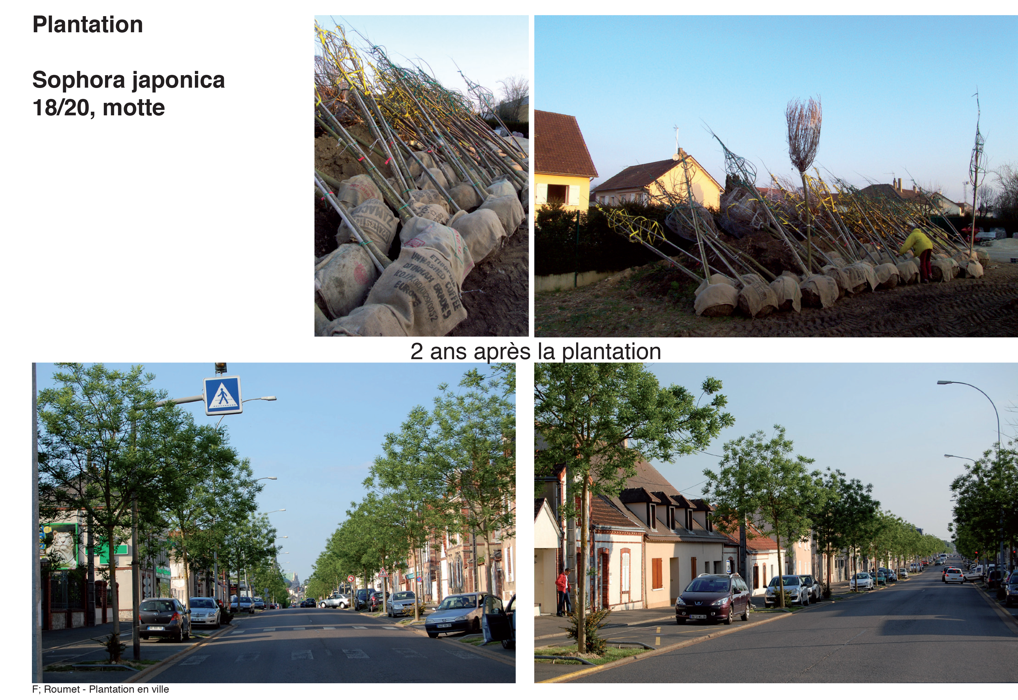 Projection planter en ville 22