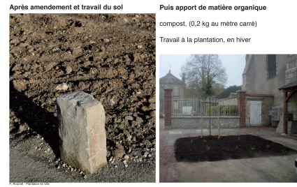 Projection planter en ville 17