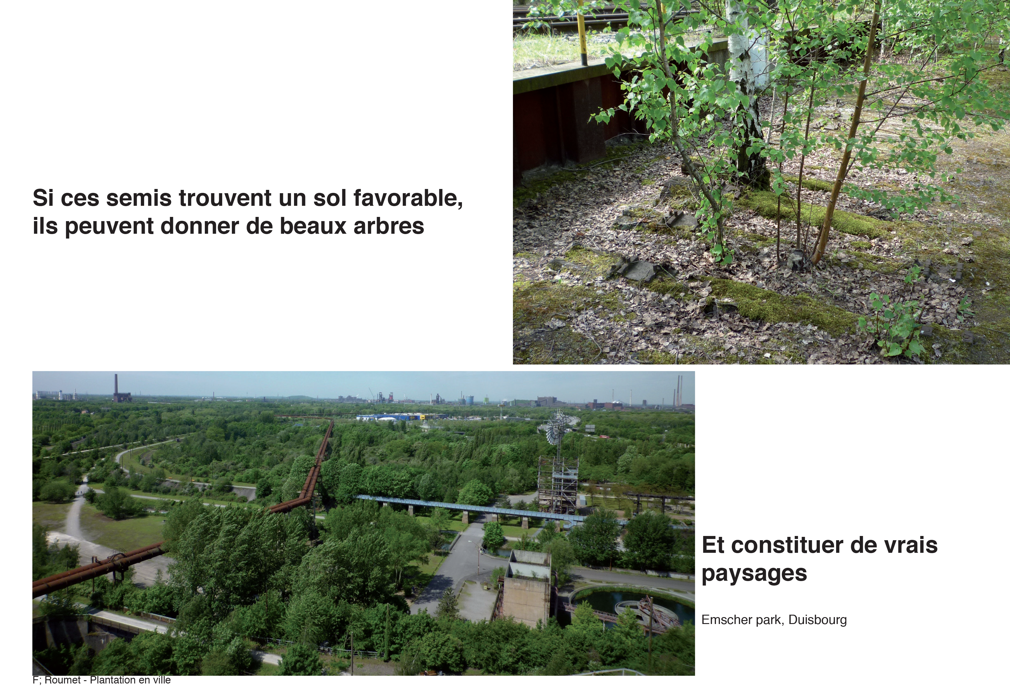Projection planter en ville 6
