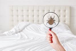 Punaise-de-lit-sir-des-nuisibles-2
