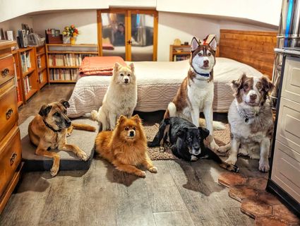 6 chiens sur l'Arche de Noé