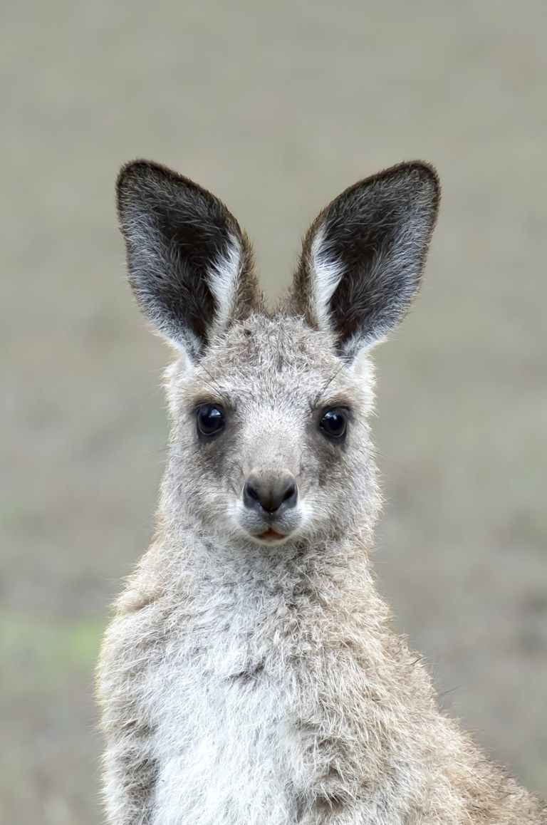 Kangaroo