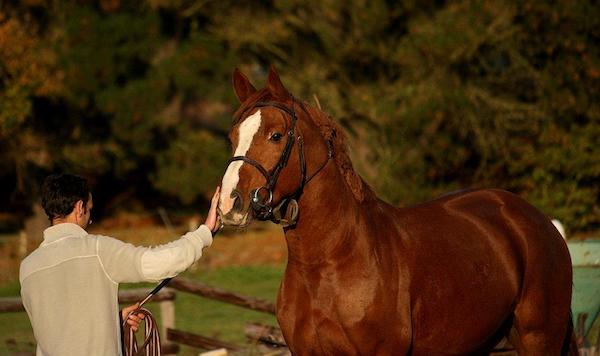 Oste-o-jeune-cheval