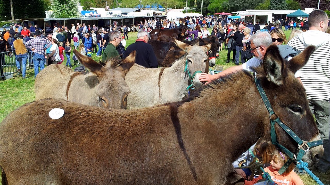 Fete des anes