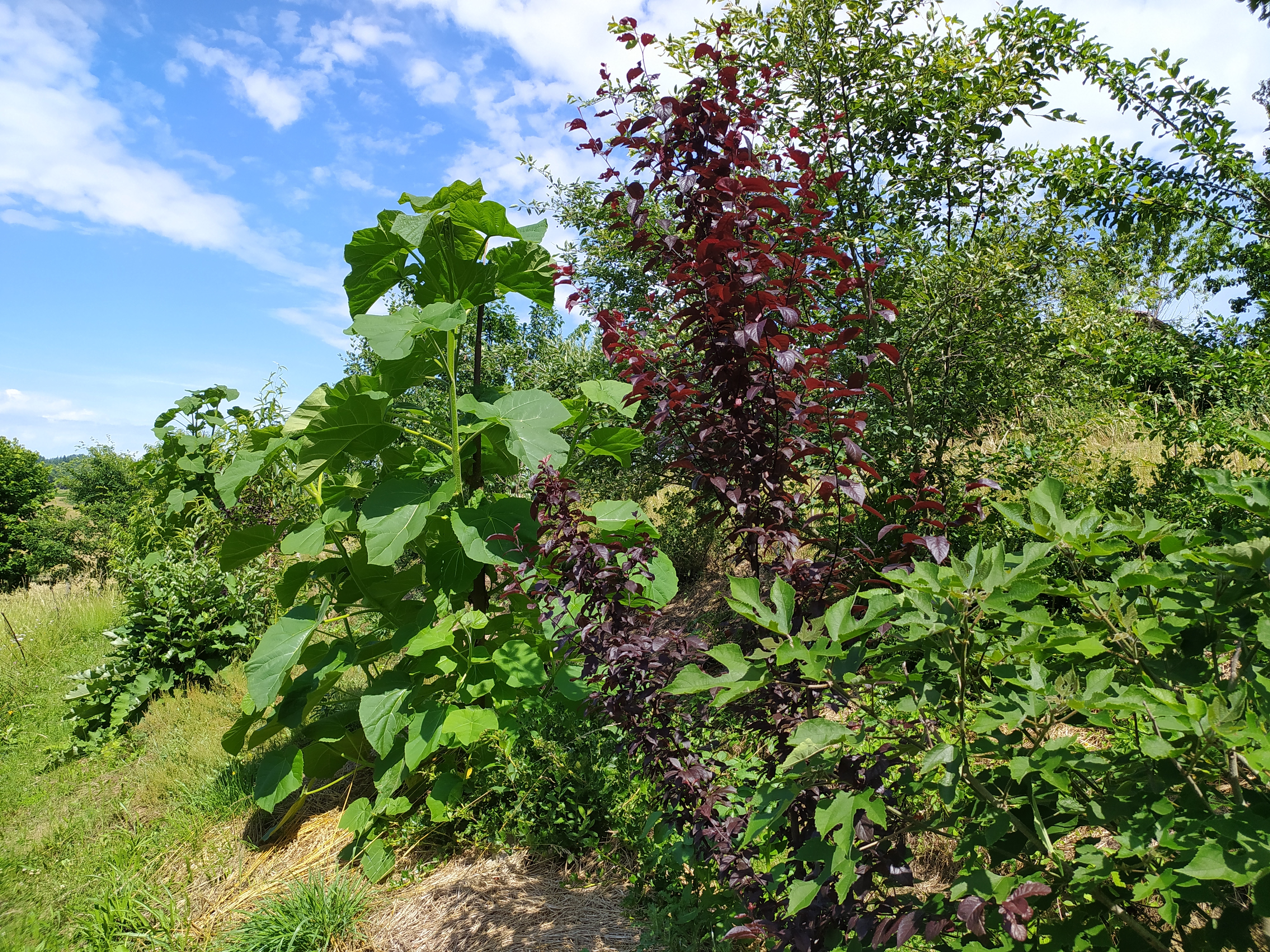 La permaculture : Ques aquo ?