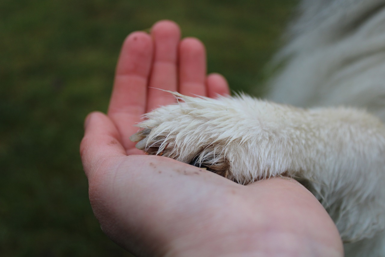 Paw-6916413 1280