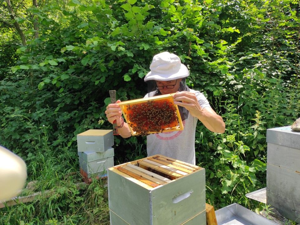 Sauver les abeilles