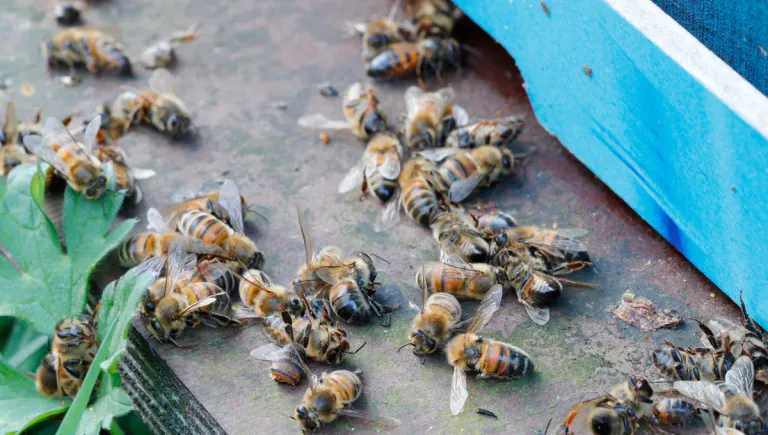 Vrai ou faux ? Les ondes électromagnétiques tuent les abeilles