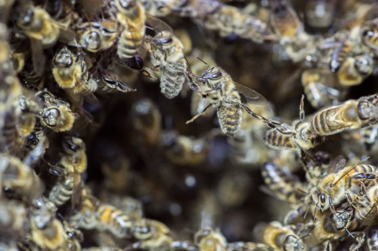 Agilité organisationnelle de la ruche