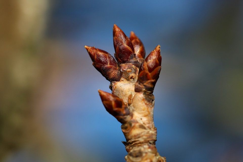 Flore de Reyrieux - ballade botanique et reconnaissance des arbres en hiver