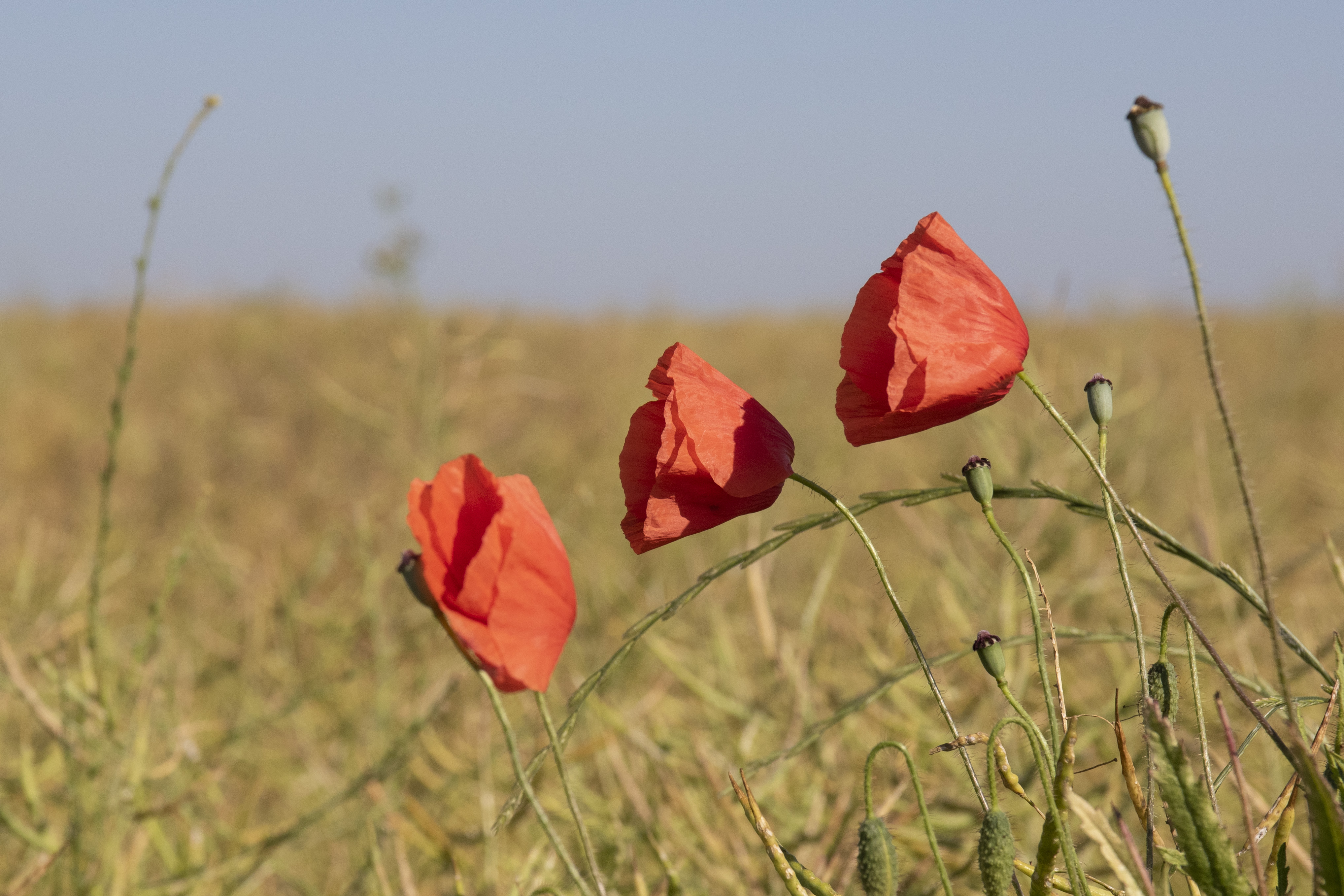IMG 1124-Coquelicots
