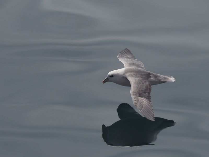 Flumar boréal (Fulmarus glacialis, Procellariidés, Islande)