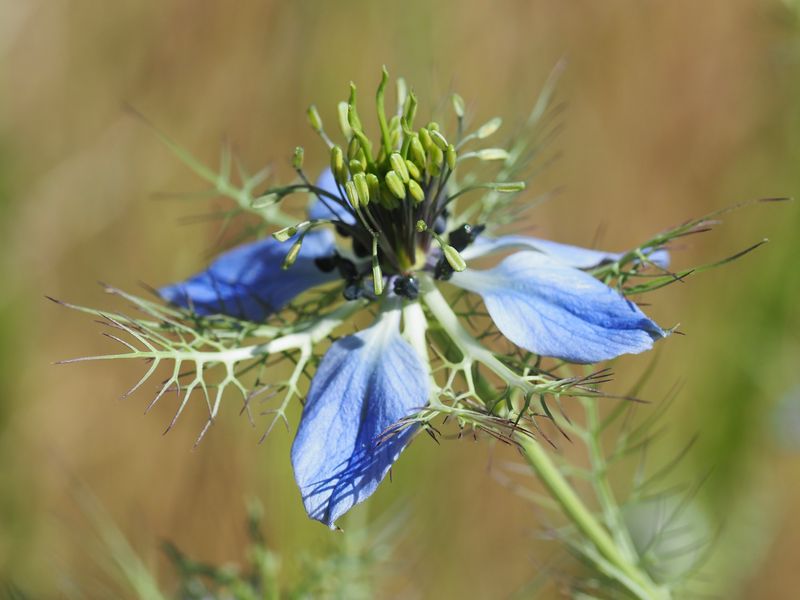 Nigelle (Nigella arvensis, Renonculacées, Jacou 34)