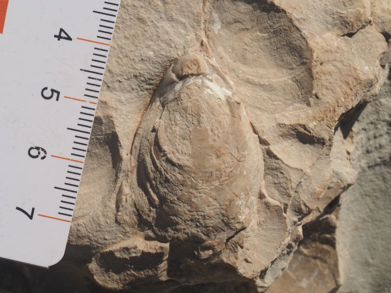 Brachiopode du Jurassique moyen (Callovo-Oxfordien, Plateau de Caussols, 06)