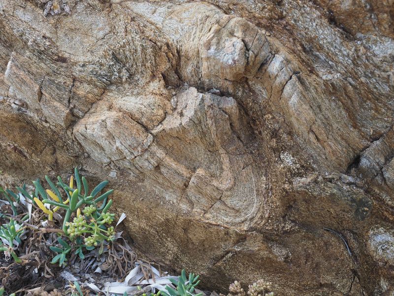 Microplis dans un gneiss migmatitique (Massif des Maures, 83)