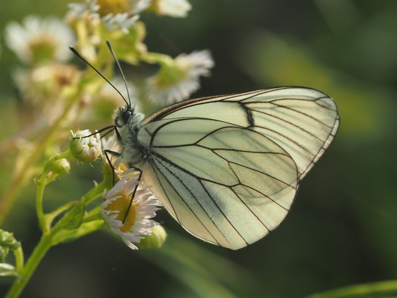 Piéride de l'aubépine (Aporia crataegi, Lépidoptères Piéridés, vallon de Chastillon 06)