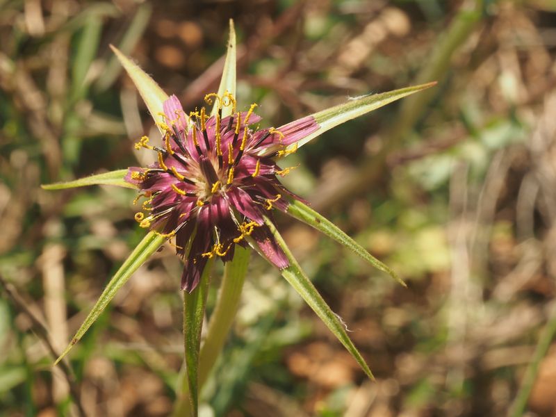 Salsifi cultivé (Tragopogon porrifolius, Astéracées, Mont Chauve 06)