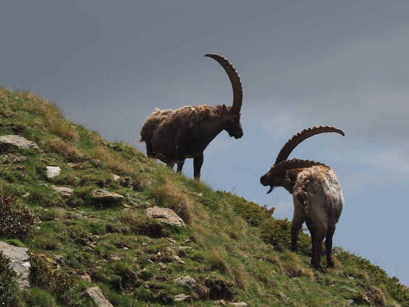 Bouquetins des Alpes mâles (Capra ibex, vallée de la Gordolasque, 06)