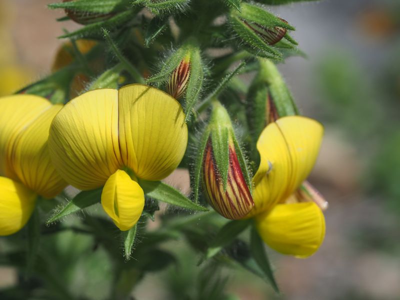 Bugrane jaune (Ononis natrix, Fabacées, Rocca Sparvièra 06)