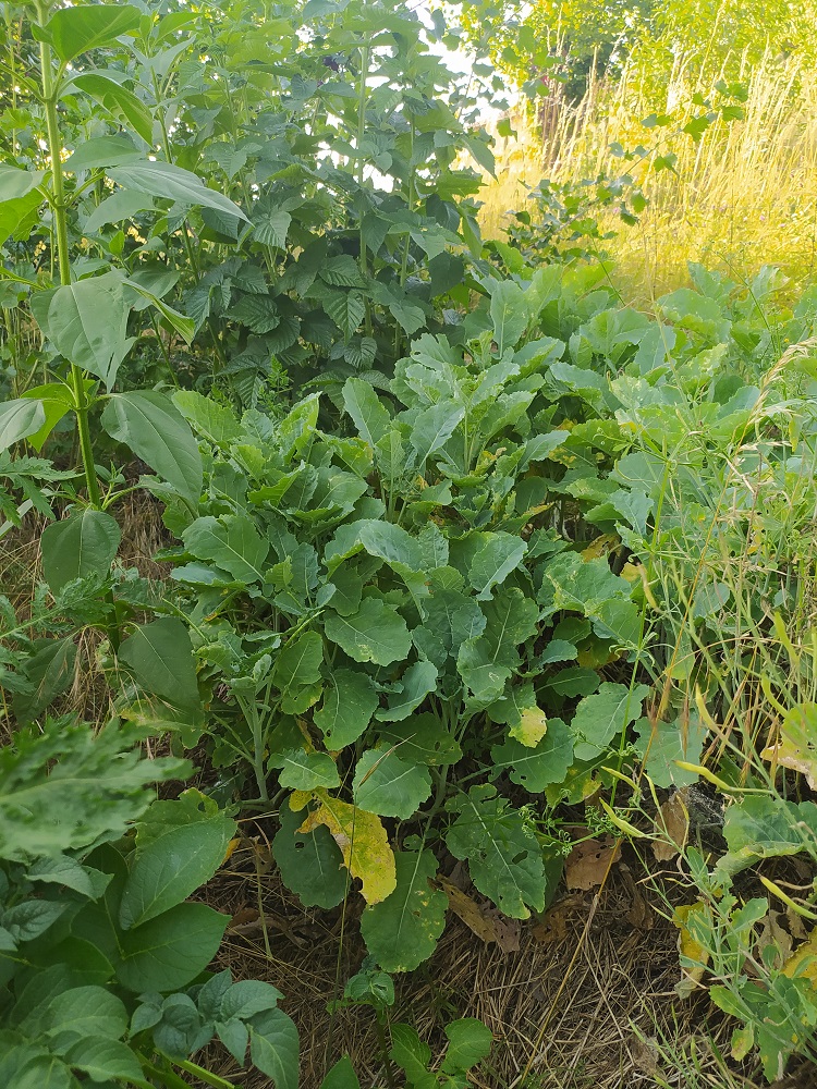 Patch legumes vivaces et perennes