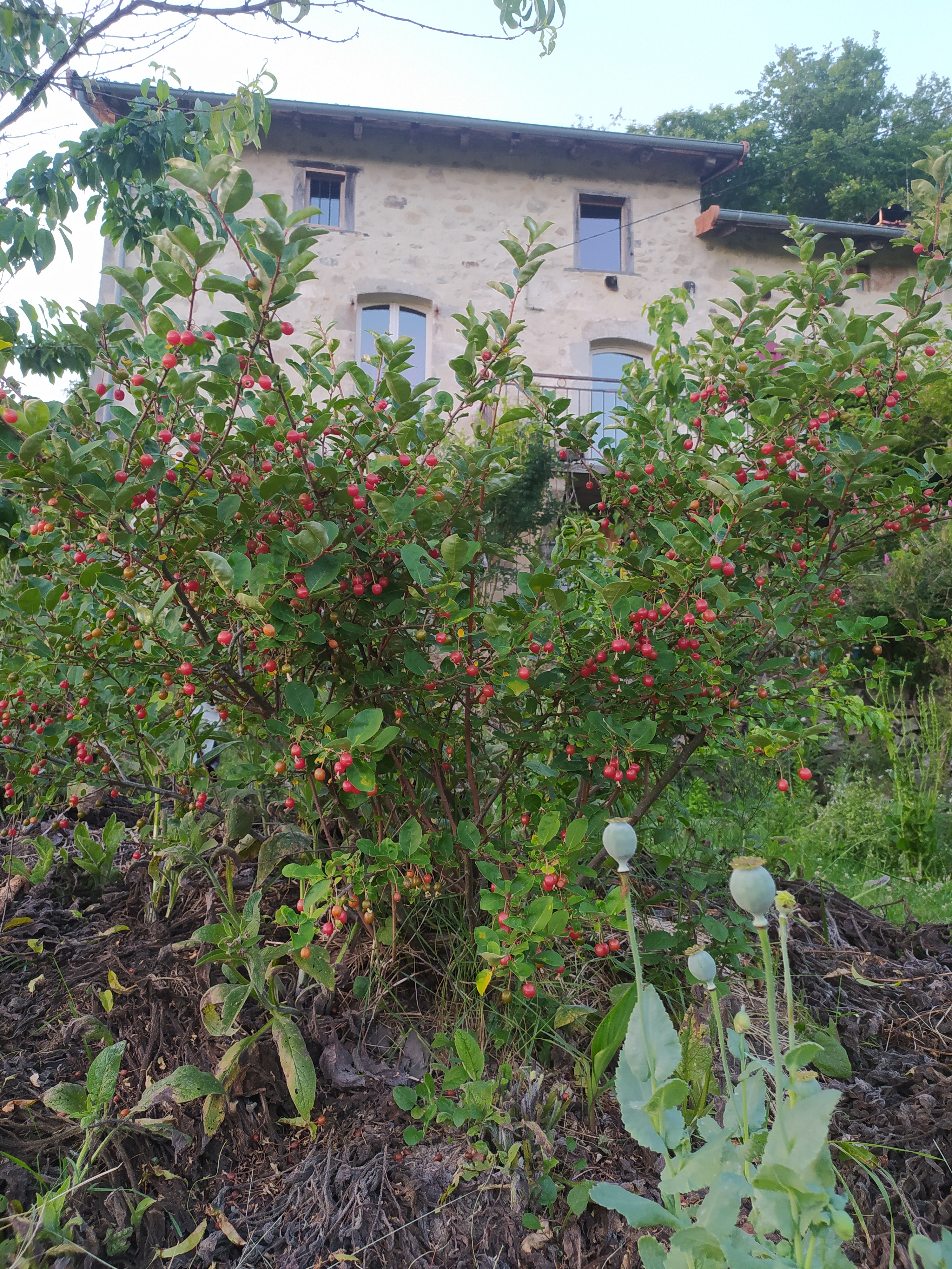 Eleagnus umbellata