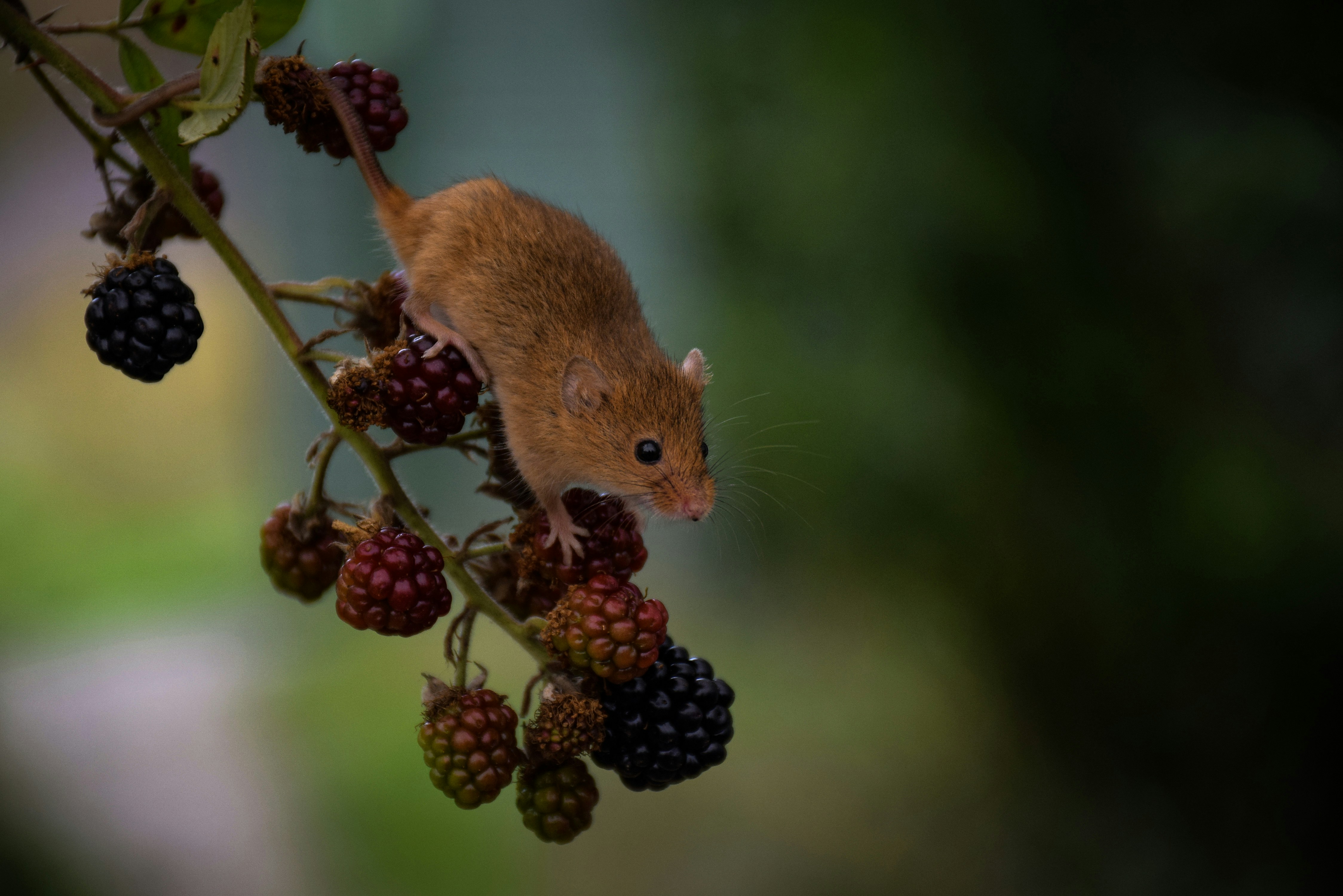 Glen-hooper-TOHHuI7cot8-unsplash