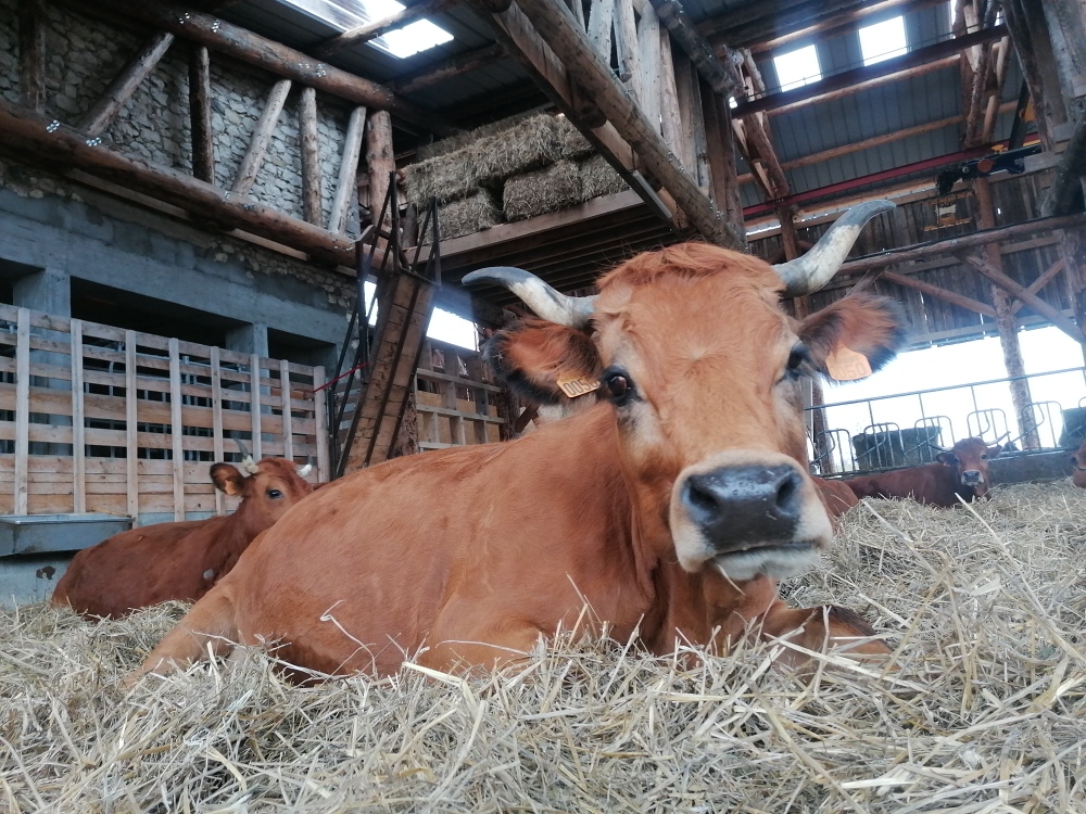 IMG 20230310 161748 resized 20230702 123436855