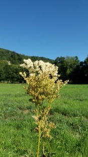 Reine des prés (pour fabriquer le purin ou extrait fermenté)