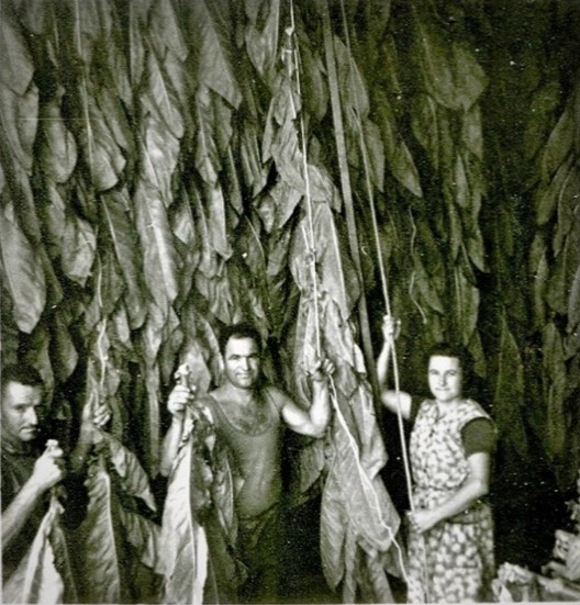 La culture du tabac à Bourgnac