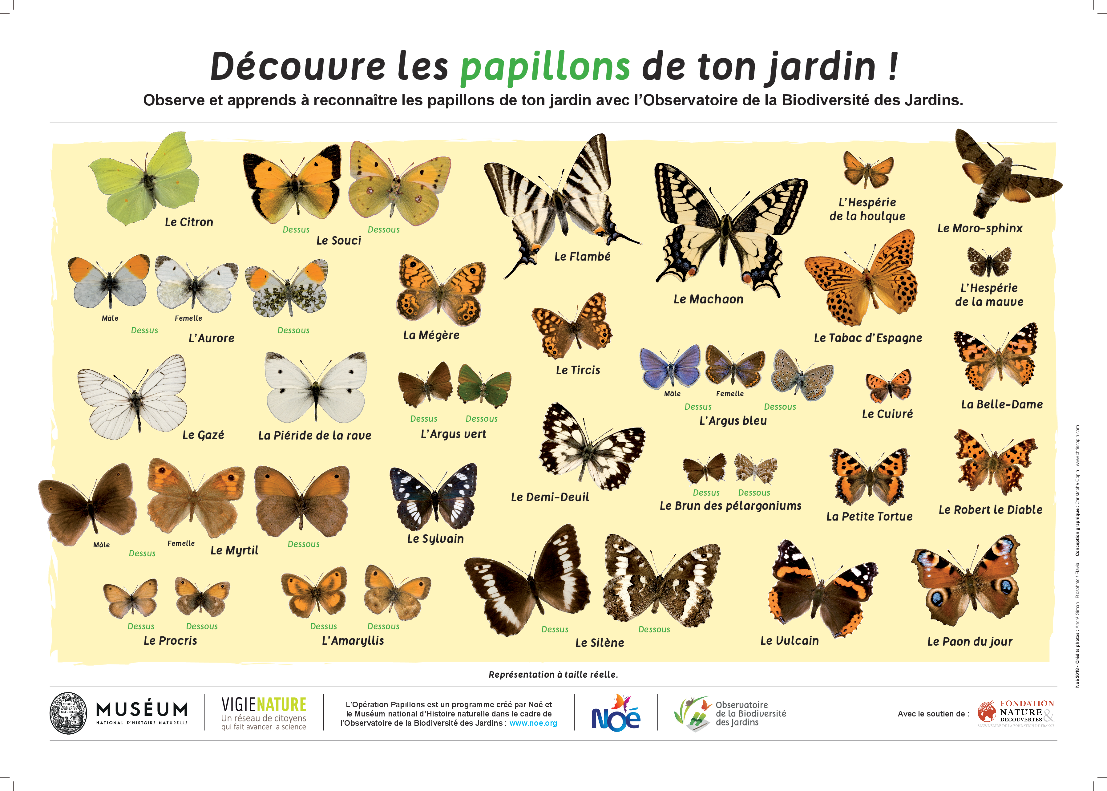 Noe-org-Poster-Papillons-et-Chenilles-P1