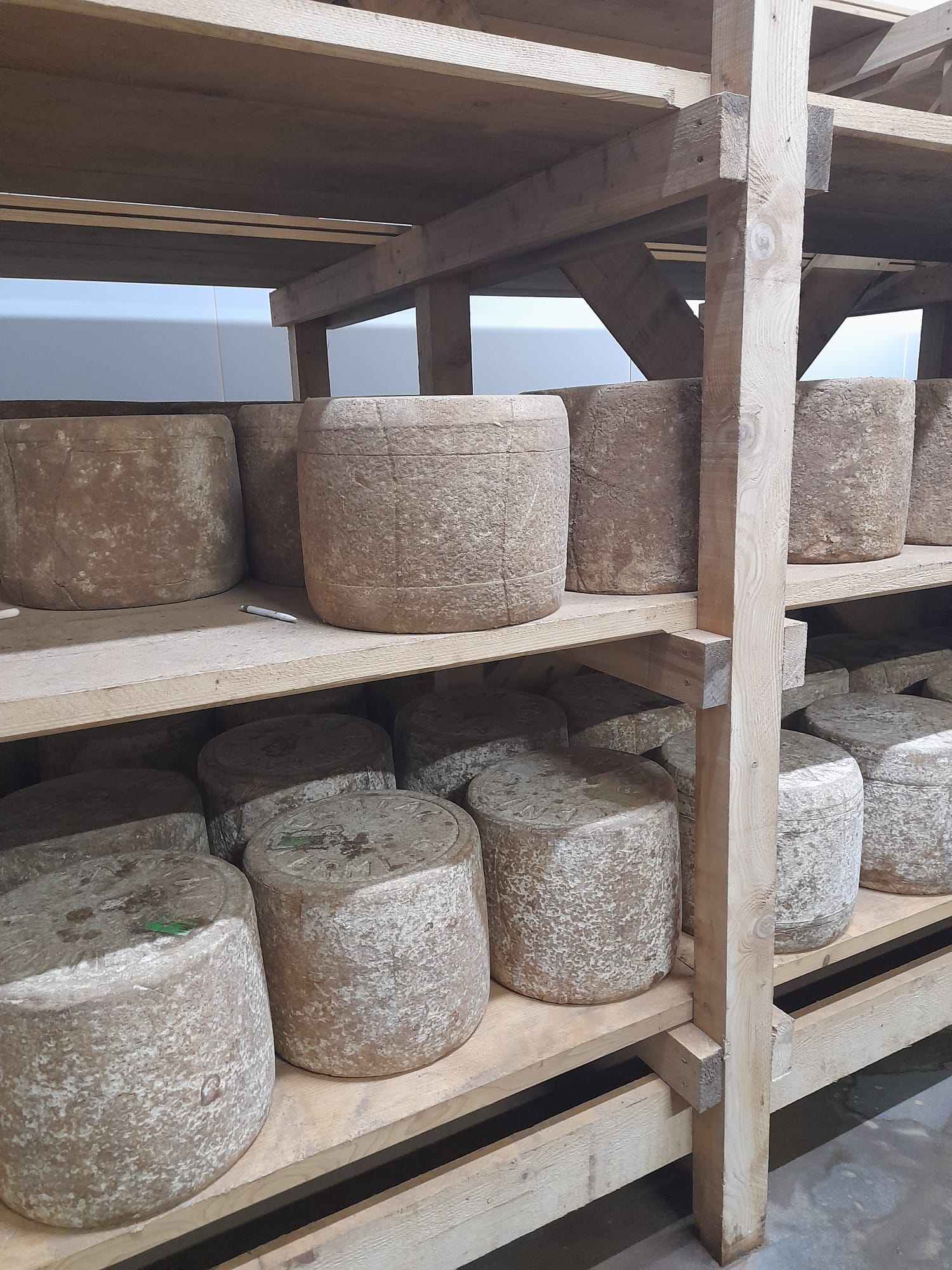 Tomes de fromage Cantal à l' affinage 