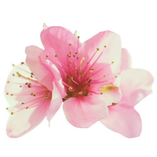 Fleur-de-cerisier