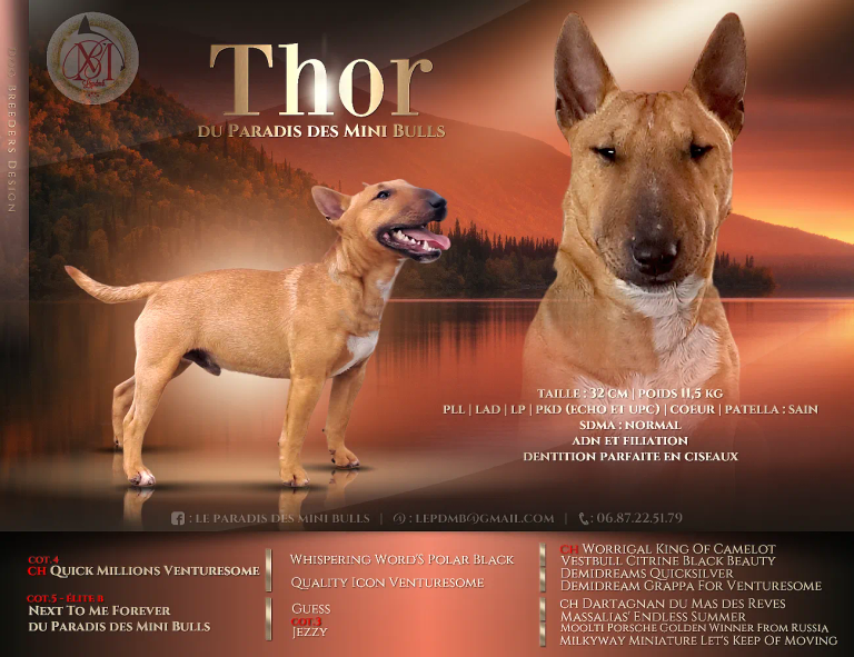 Thor-presentation-and-pedigree