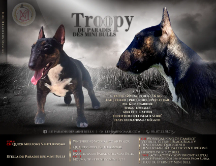 Troopy-presentation-and-pedigree-1-