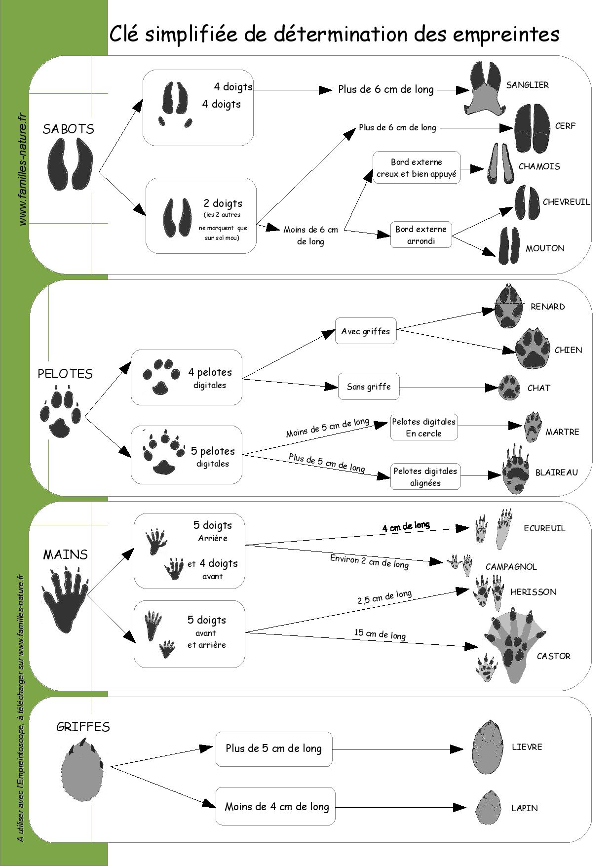 Cle-empreintes-mammiferes-page-001