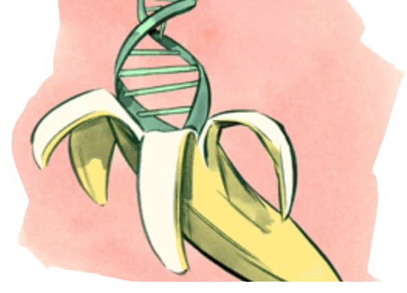 🍌Bananas and Humans: A Genetically Inseparable Duo! 🧬