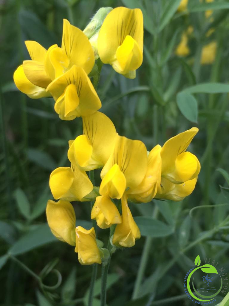 Gesse des pres by carine logo