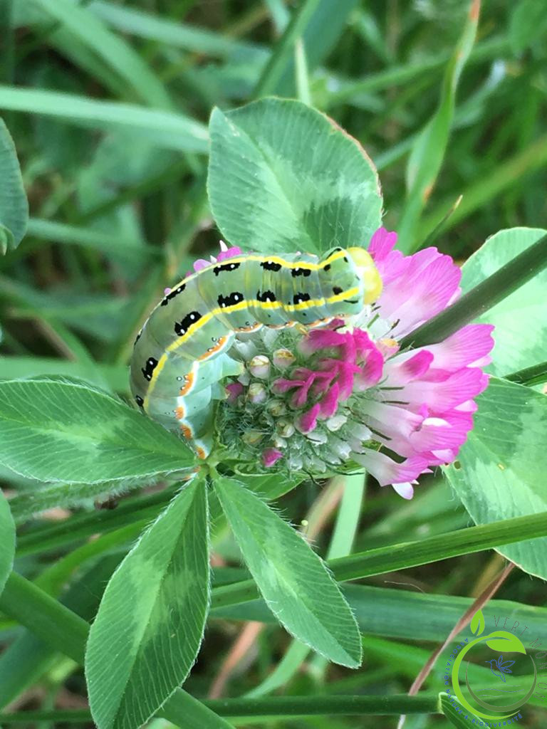 Chenille de bois sec xylena exsoleta by carine logo