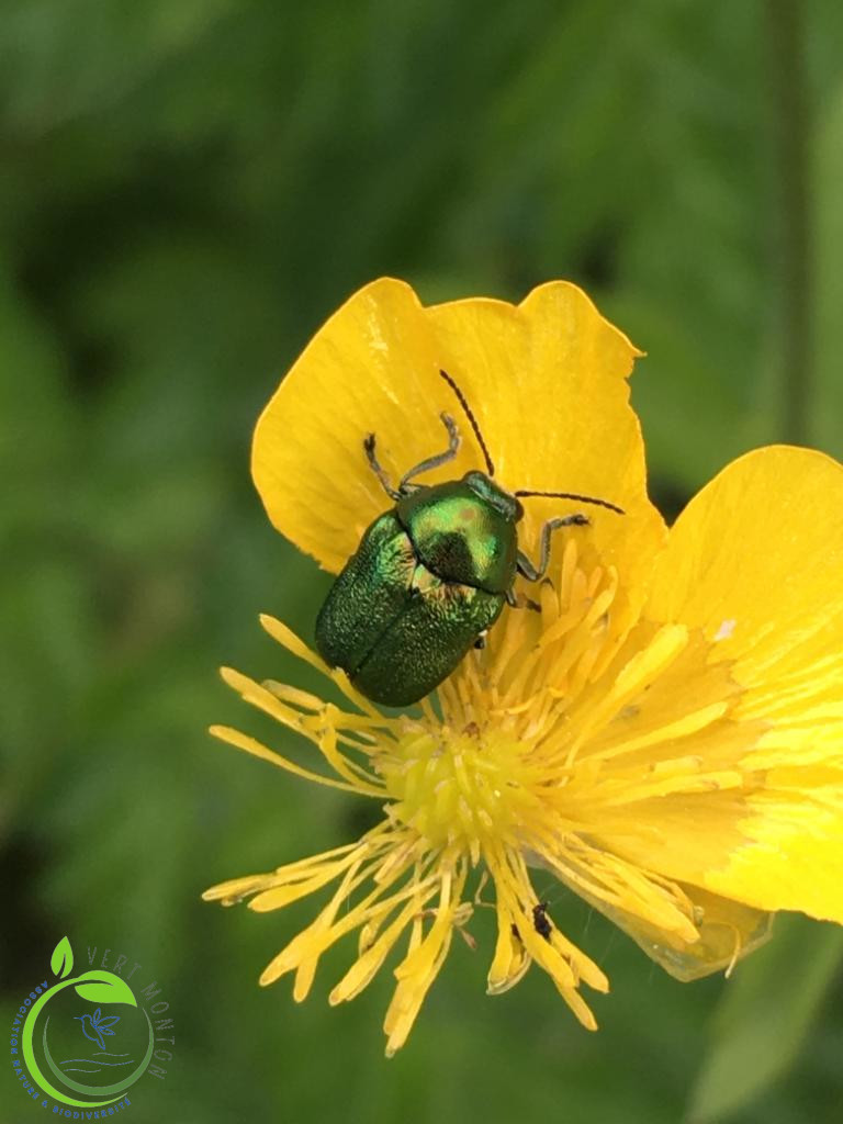 Cetoine dore by carine logo